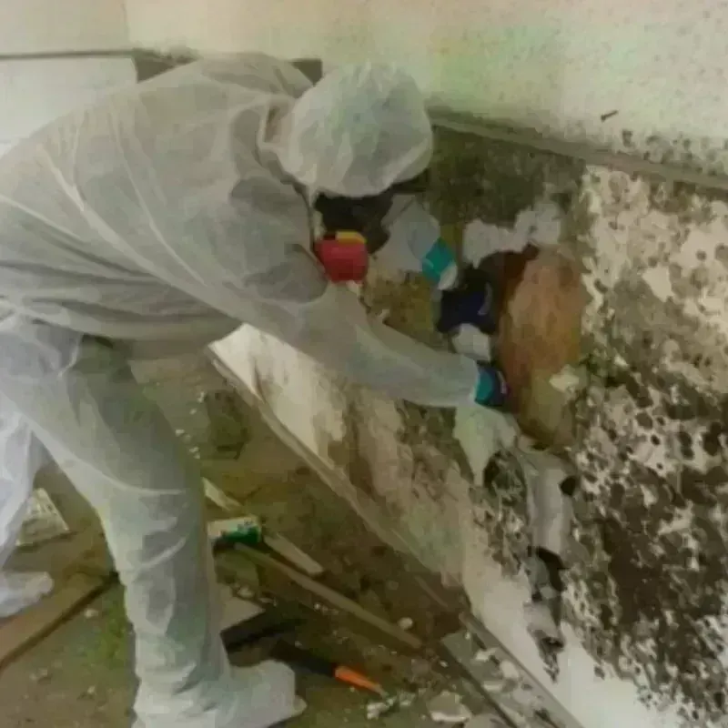 Mold Remediation and Removal in Livingston County, MI